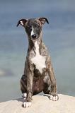 WHIPPET 279